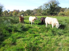 grazing cattle